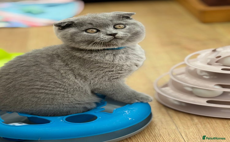 Scottish Fold cats - Advert 2