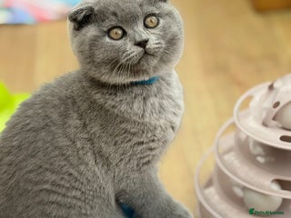 Scottish Fold cats - Advert 6