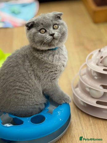 Scottish Fold cats - Advert 2