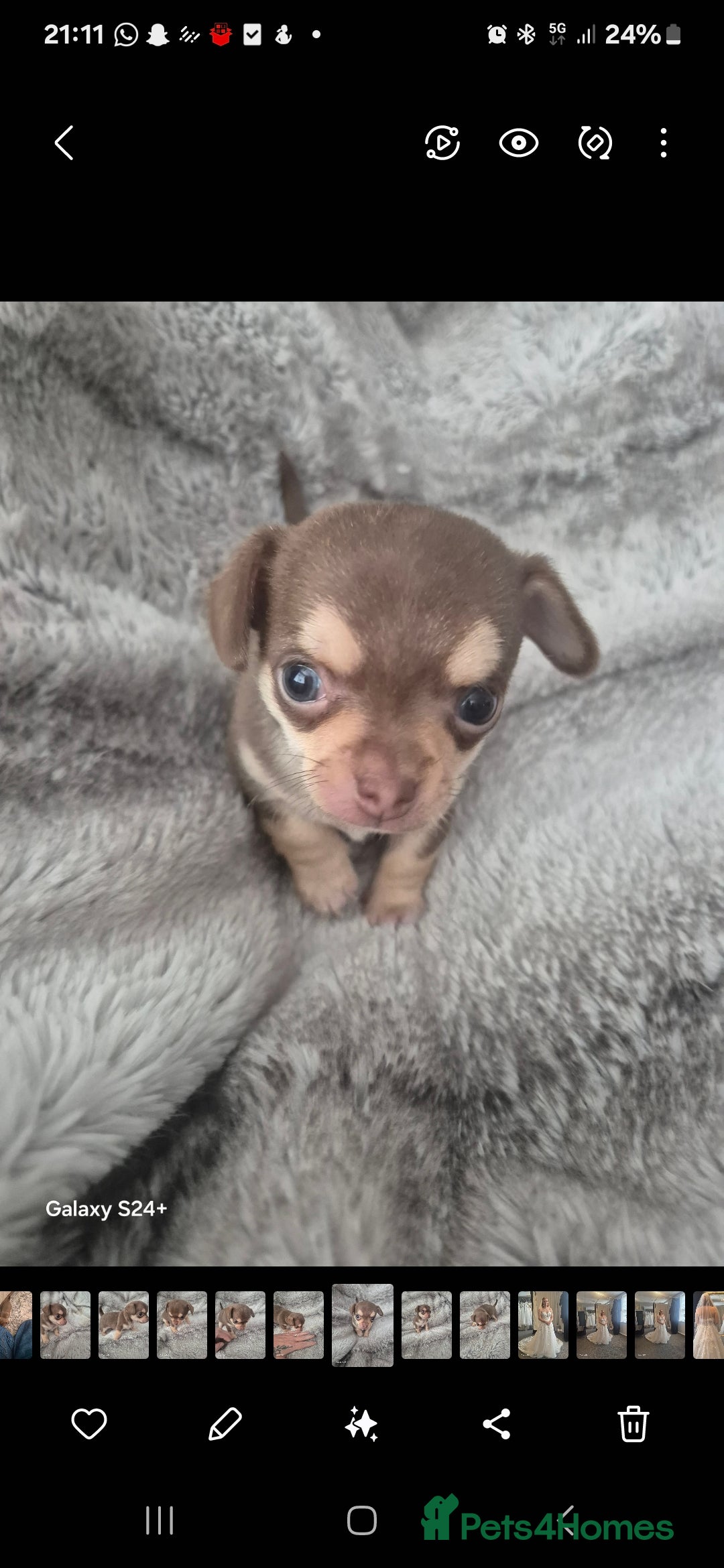 Chihuahua dogs for sale: Puppy - Image 4