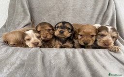 Cocker Spaniel dogs for sale: KC HEALTH TESTED SHOW COCKER SPANIELS - Image 8