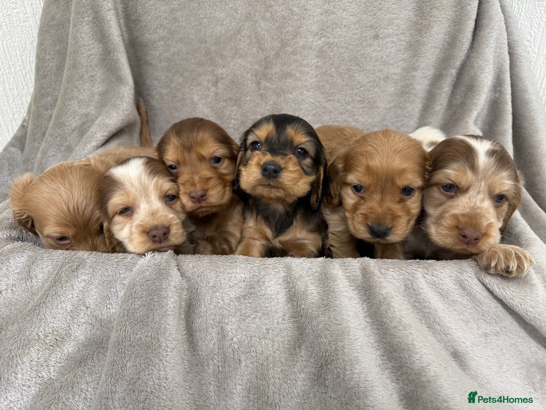 Cocker Spaniel dogs for sale: KC HEALTH TESTED SHOW COCKER SPANIELS - Image 8