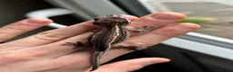 Gecko reptiles for sale: Gargoyle Geckos - Advert 7