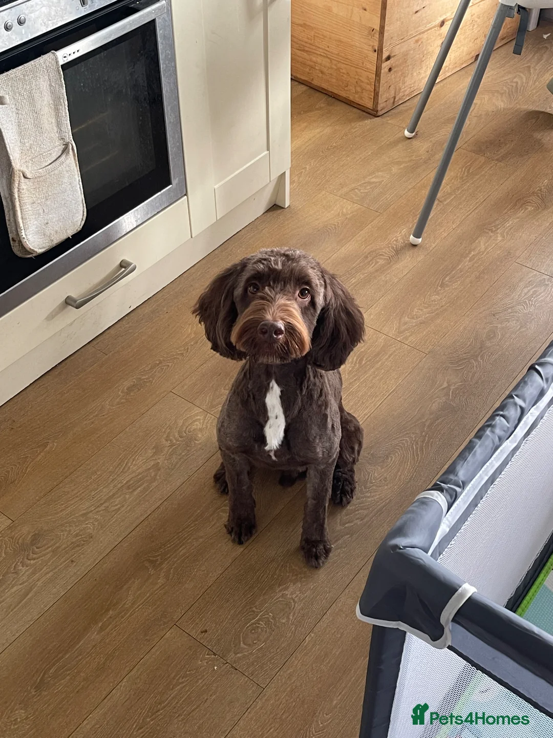 Sproodle dogs for sale: Dexter - Advert 1