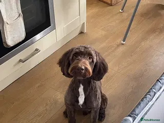 Sproodle dogs Dexter - Advert 1