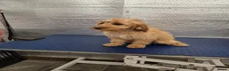 Cockapoo dogs for sale: 1 female F1 Cockapoo - Advert 7