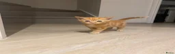 Domestic Shorthair cats for sale: Ginger Domestic Kitten  - Advert 7