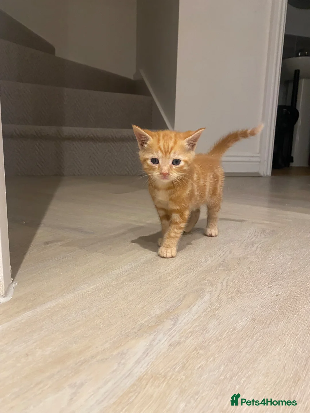 Domestic Shorthair cats for sale: Ginger Domestic Kitten  - Advert 7
