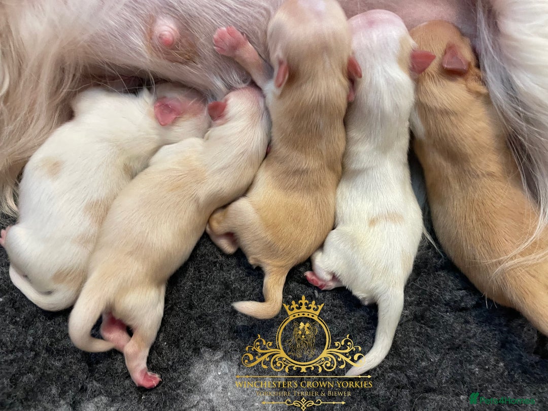 Yorkshire Terrier dogs for sale: ❤️ Champion heritage KC reg.PEDIGREE puppies! 🐶❤️ - Image 14