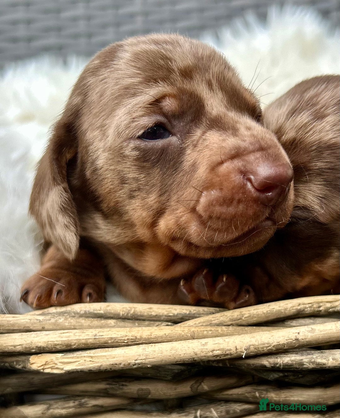 Miniature Dachshund dogs for sale: Stunning little girl true to type  - Advert 3