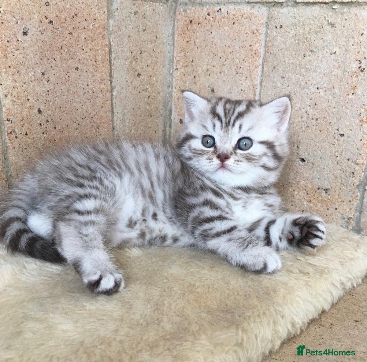 British Shorthair cats Stunning Classic British shorthair kittens - Advert 4