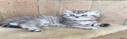British Shorthair cats for sale: Stunning Classic British shorthair kittens - Advert 1