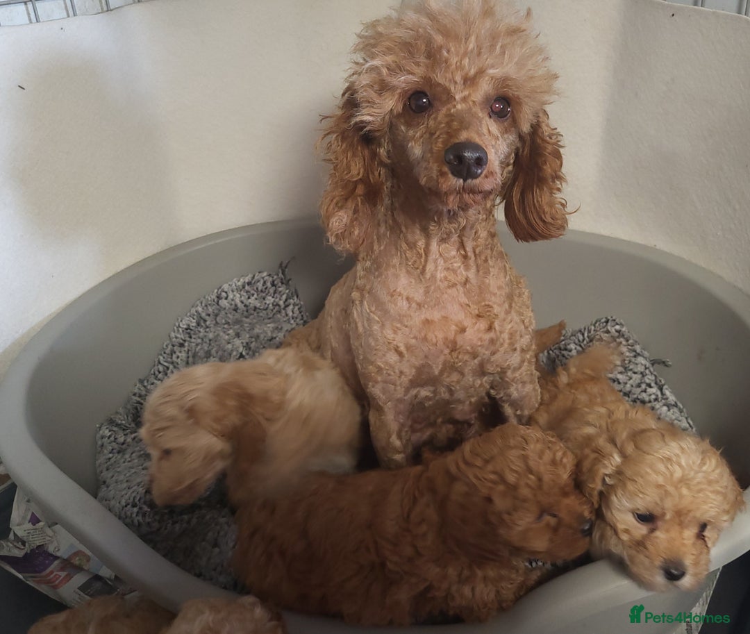 Maltipoo dogs for sale: Maltpoo puppies 5🌟licence breeder  - Advert 2