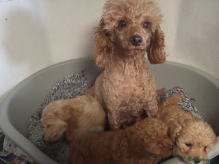 Maltipoo dogs Maltpoo puppies 5🌟licence breeder - Advert 1