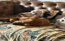 Mixed Breed dogs for adoption: Makis , a loving Cypriot boy  - Image 6