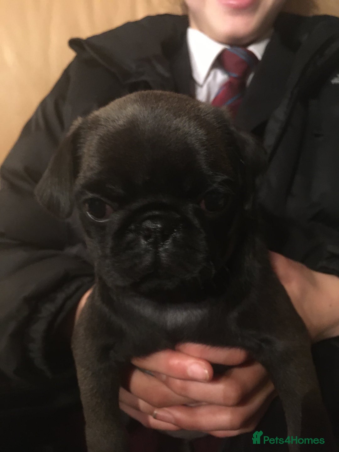 Pug dogs for sale: Platinum pug girls vaccinated Insured microchipped - Image 13