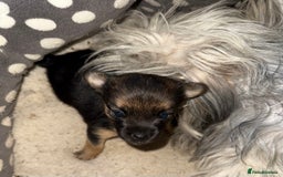 Mixed Breed dogs for sale: Tiny and beautiful  - Image 4