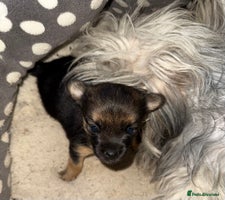 Mixed Breed dogs Tiny and beautiful - Advert 6