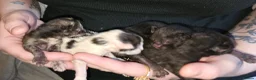 Mixed Breed cats for sale: 5 beautiful kittens in Worcester - Advert 19