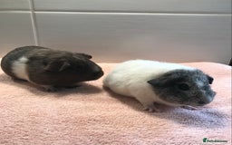 Guinea Pig rodents for sale: Two young Sows and Older boars - Image 5