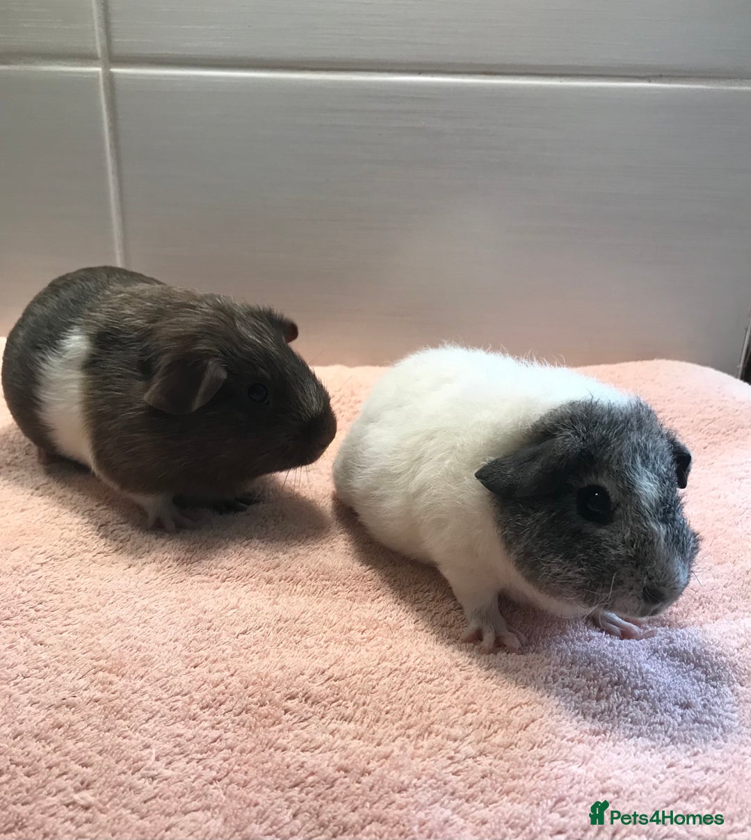 Guinea Pig rodents for sale: Two young Sows and Older boars - Image 5