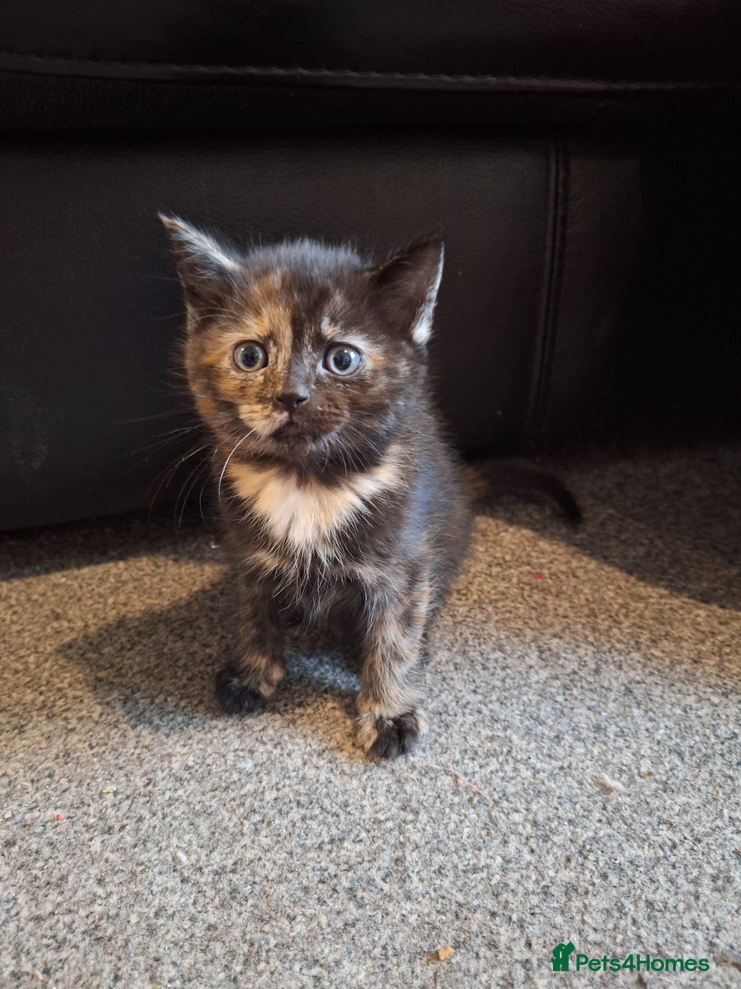 Mixed Breed cats for sale: Mix breed kittens, 1/4 ragdoll  - Advert 21