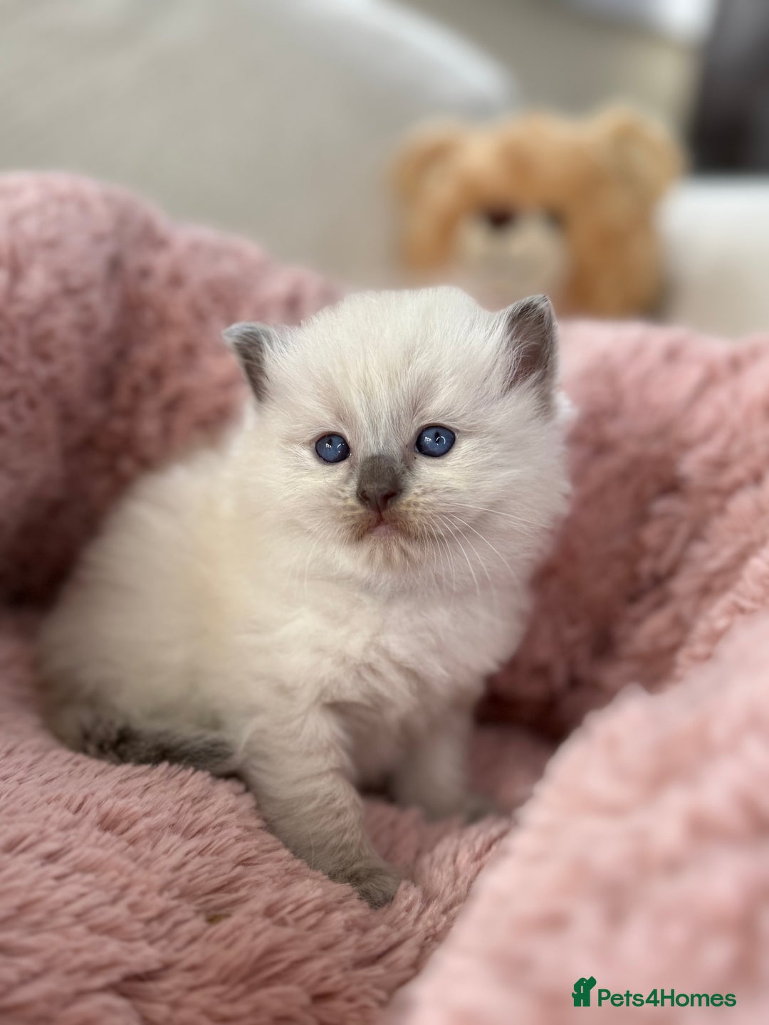 Ragdoll cats for sale: Stunning Bluepoint Ragdoll Kittens for sale - Image 11