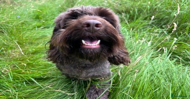 Cockapoo dogs - Advert 2