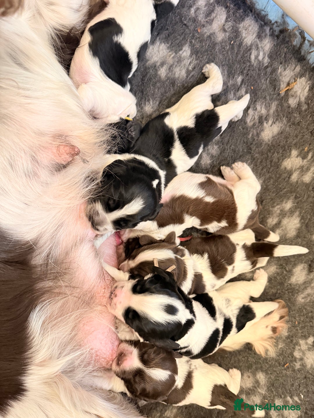 Sprocker dogs for sale: Stunning Sprocker pups  - Image 8