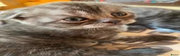 British Shorthair cats for sale: BSH/Scottish Fold kittens  - Advert 3