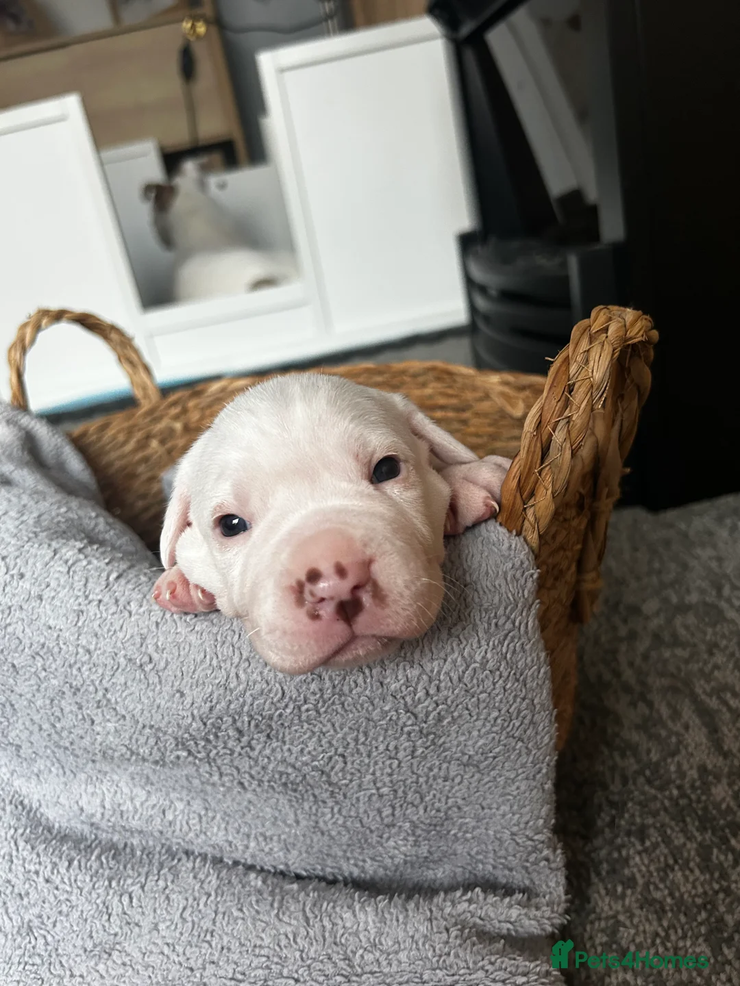 Mixed Breed dogs for sale: Mixed breed dogs  - Advert 11