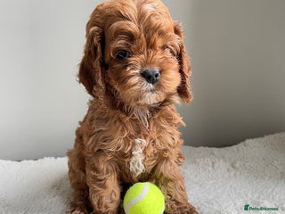 Cockapoo dogs Toy Yankee doodle girlpuppy only American cockapoo - Advert 16