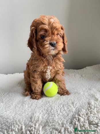 Cockapoo dogs Toy Yankee doodle girlpuppy only American cockapoo - Advert 13