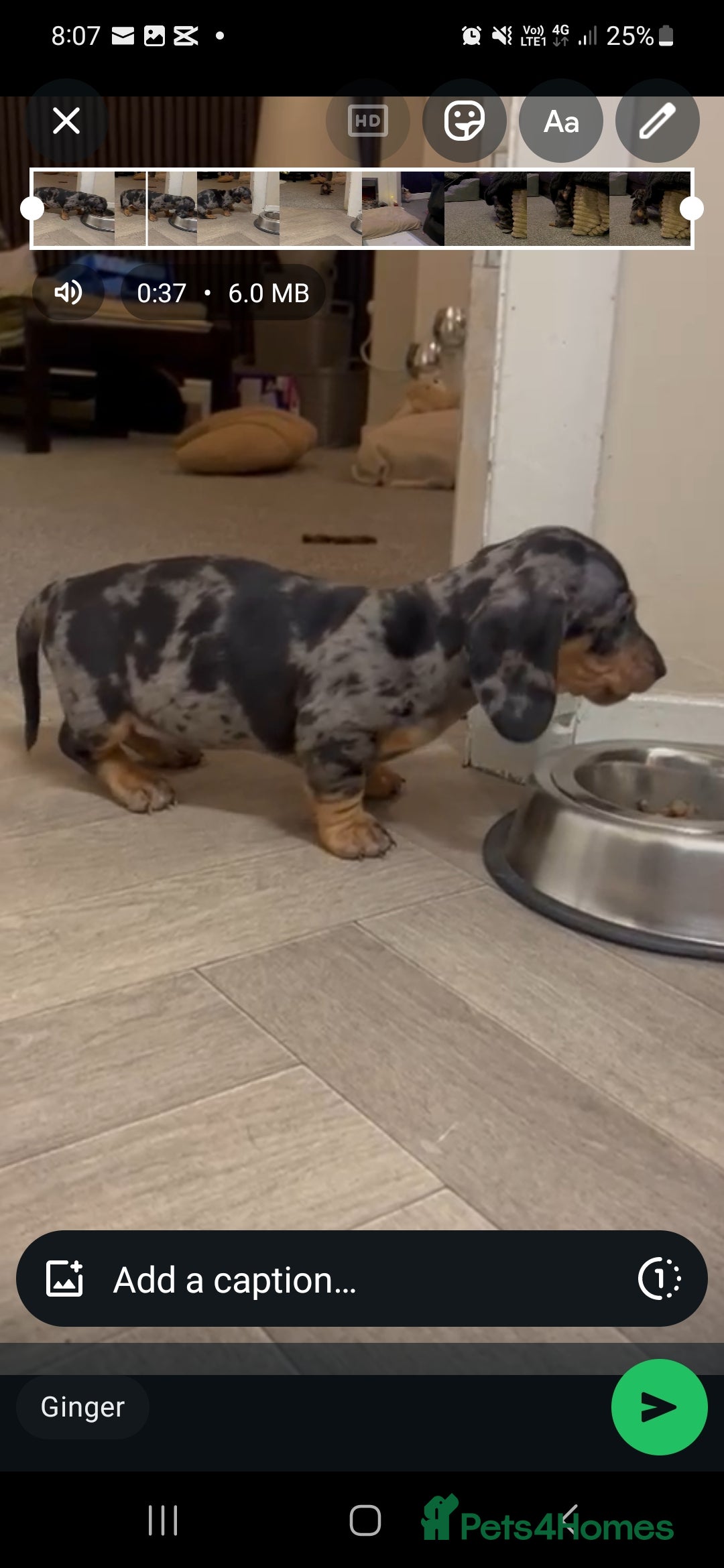 Dachshund dogs for sale: Ready to leave  - Advert 10