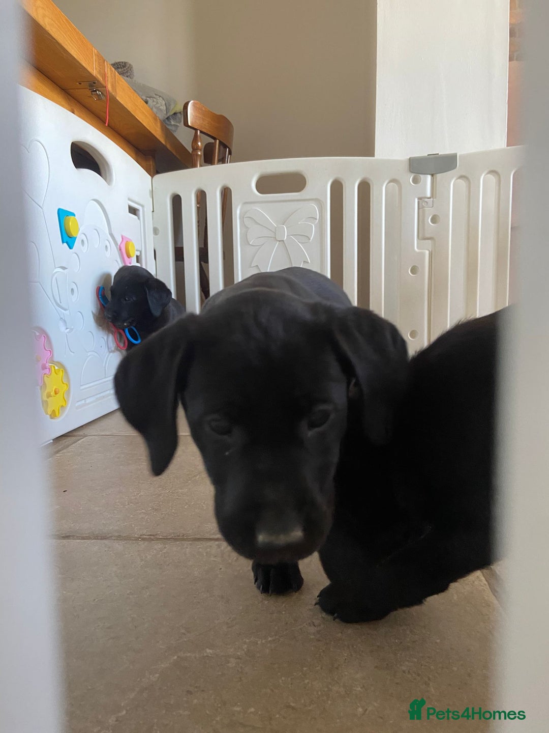 Labrador Retriever dogs for sale: 3 black labrador puppies  - Image 20