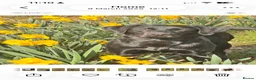 Labrador Retriever dogs for sale: Labrador Puppies 🐾 - Advert 11