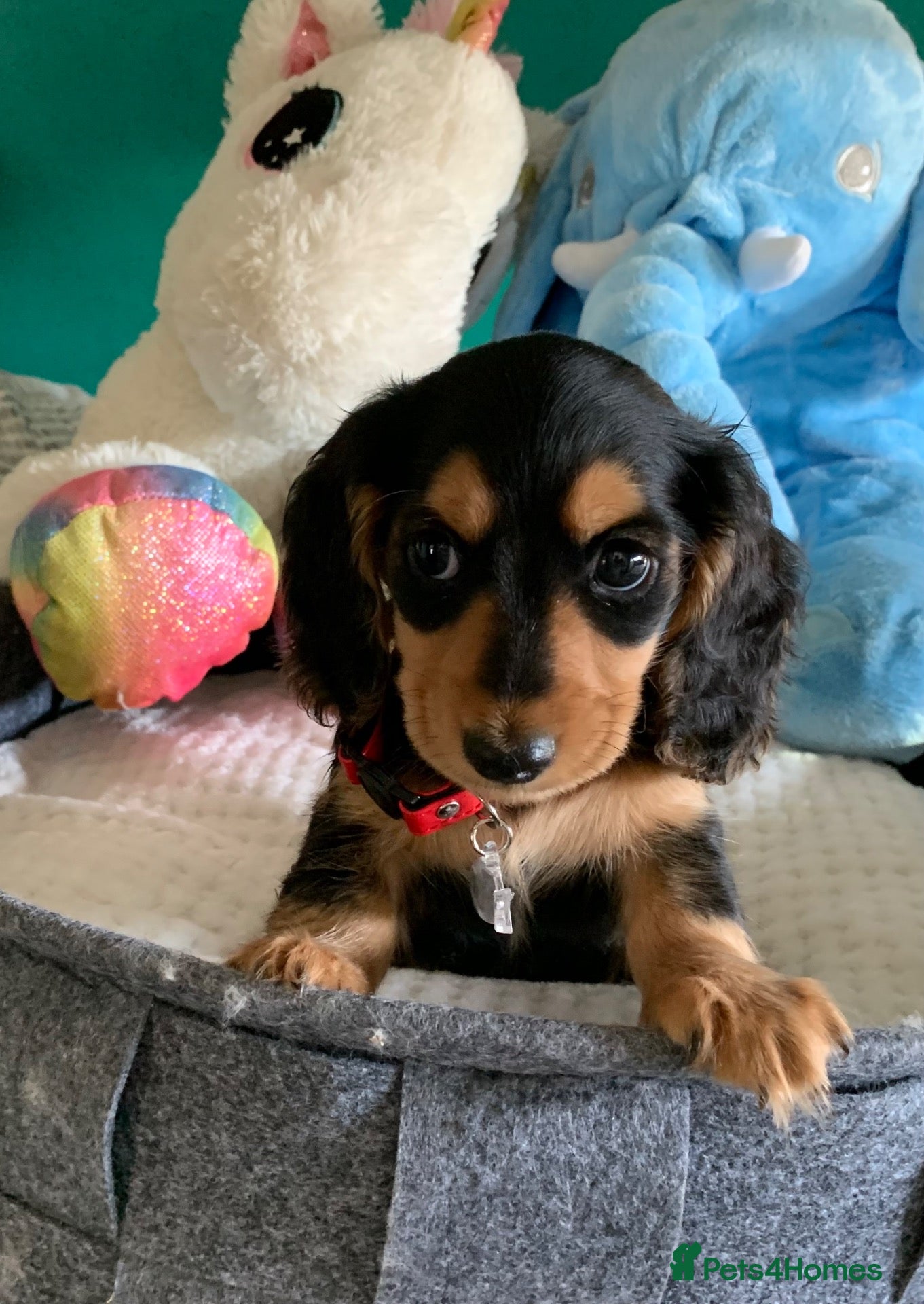 Dachshund dogs KC reg long hair dachshunds  - Advert 18