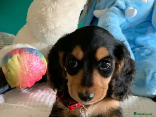 Dachshund dogs KC reg long hair dachshunds - Advert 2