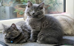 Mixed Breed cats for sale: Ragdoll/Russian Blue male kittens  - Image 2