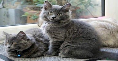 Mixed Breed cats - Advert 4