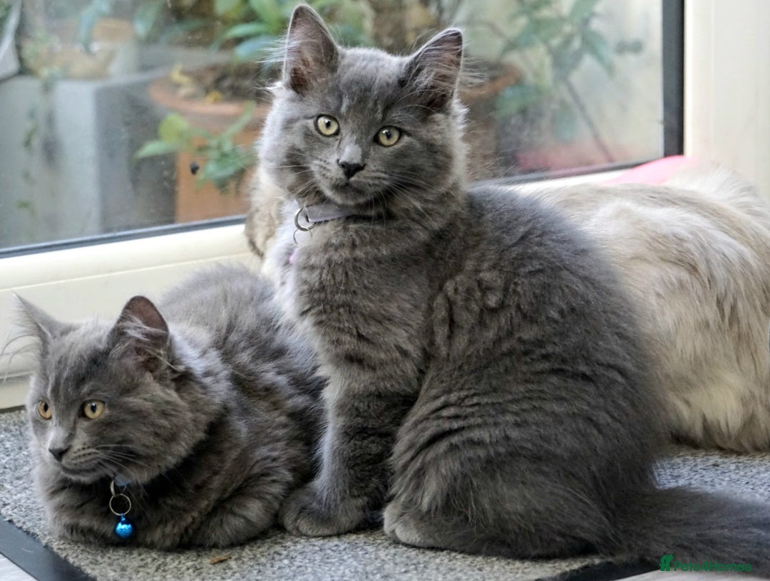 Mixed Breed cats for sale: Ragdoll/Russian Blue male kittens  - Image 2