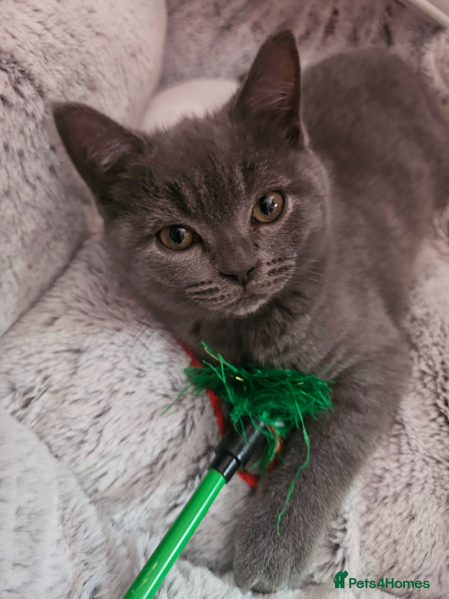 Mixed Breed cats Stunning British Shorthair Kittens-Litter trained! - Advert 12