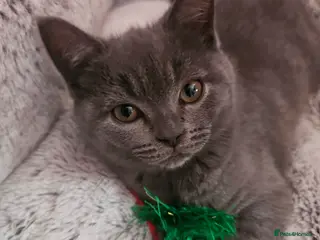 Mixed Breed cats Stunning British Shorthair Kittens-Litter trained! - Advert 12