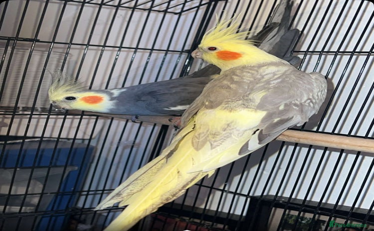 Cockatiels birds - Advert 5