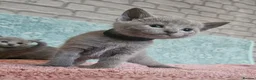 Russian Blue cats for sale: TICA Russian Blue  - Advert 12