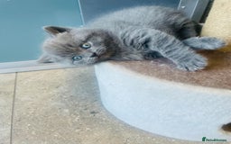 British Shorthair cats for sale: British Short Hair  - Image 3
