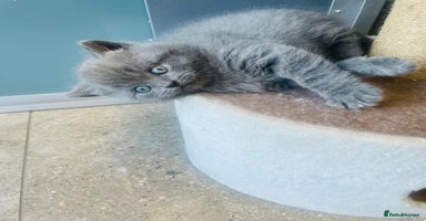 British Shorthair cats - Advert 8