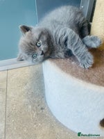 British Shorthair cats - Advert 8