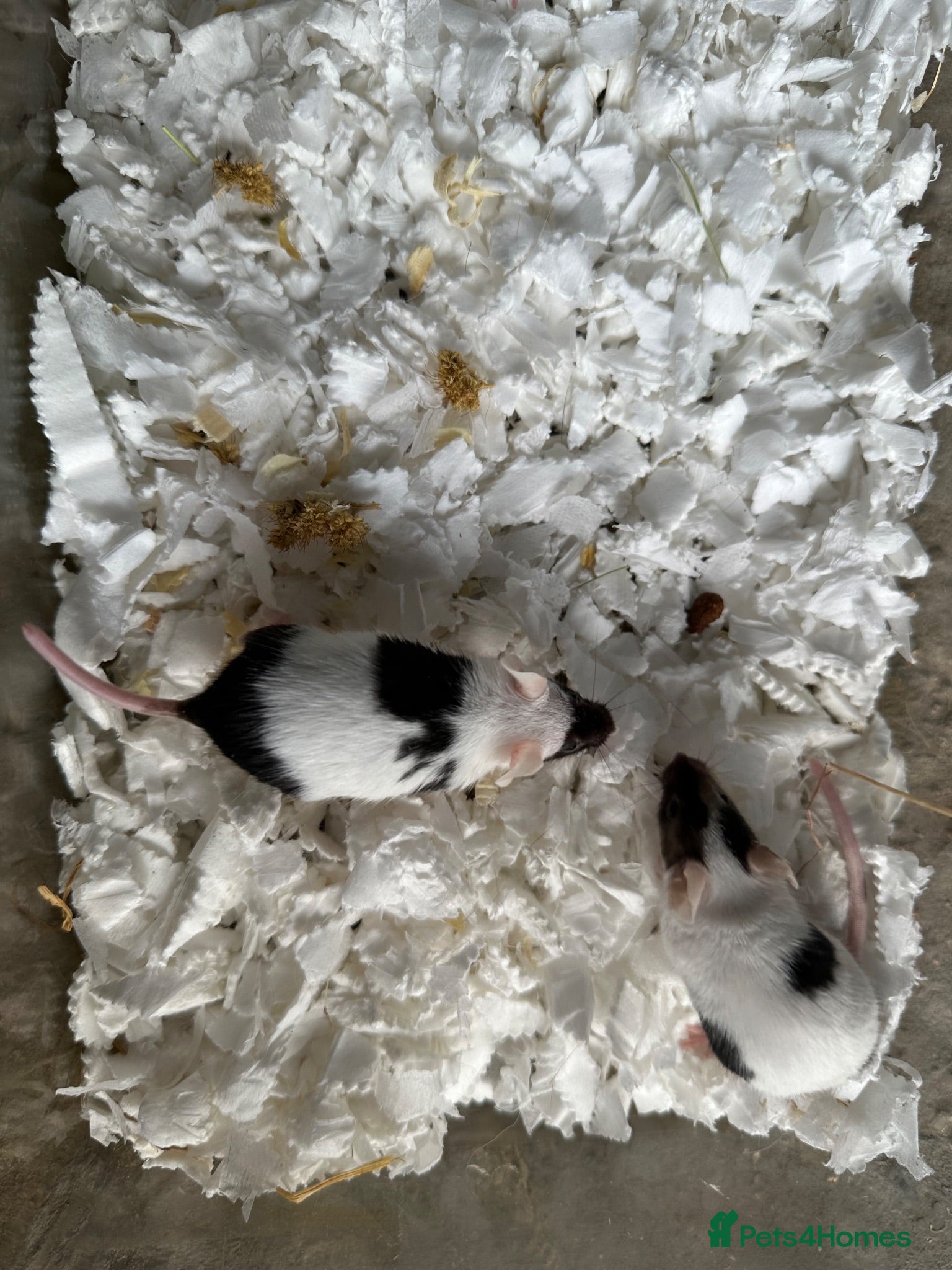 Mouse rodents Fancy Mice & African Pygmy Doormice Available  - Advert 5