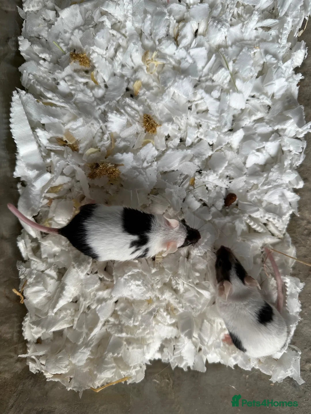 Mouse rodents for sale: Fancy Mice & African Pygmy Doormice Available  - Advert 1